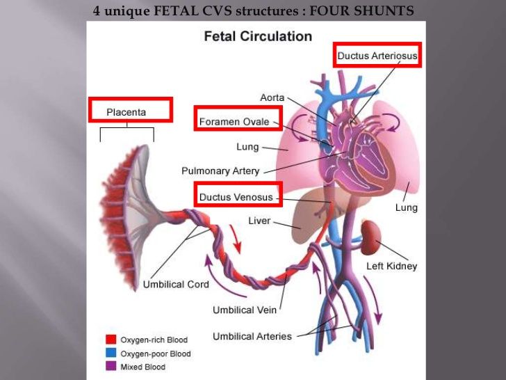 pfo fetal-circulation-drpadmesh-5-728